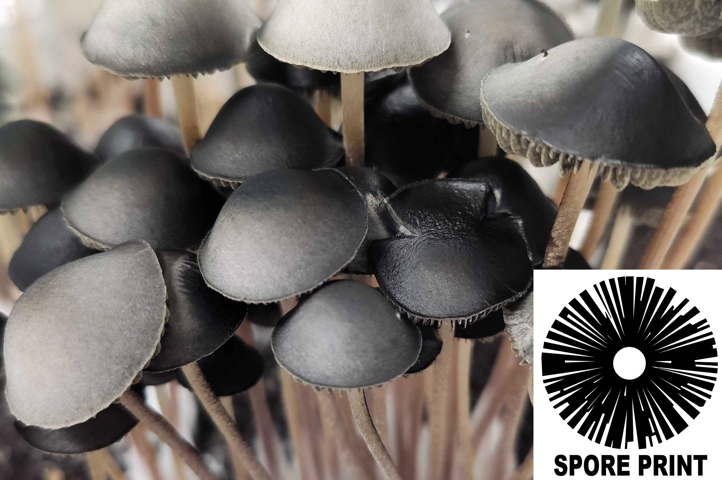 Sporeworks.com